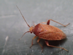 Chinamiris testaceus