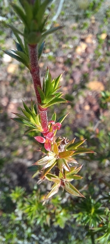 Ironstone Caperose (Cliffortia ferricola)
