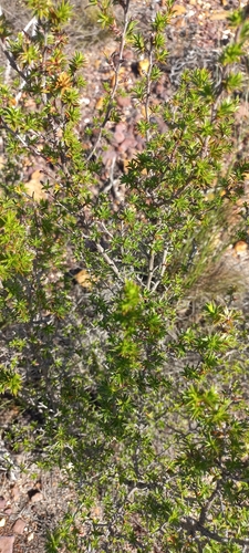 Image of Cliffortia ferricola by (c) Adele SL, some rights reserved (CC BY)