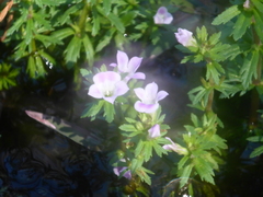 Decodon