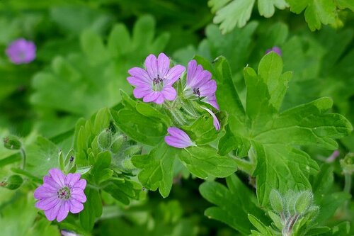 Geranium molle