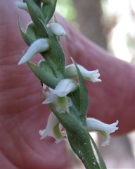 Spiranthes triloba
