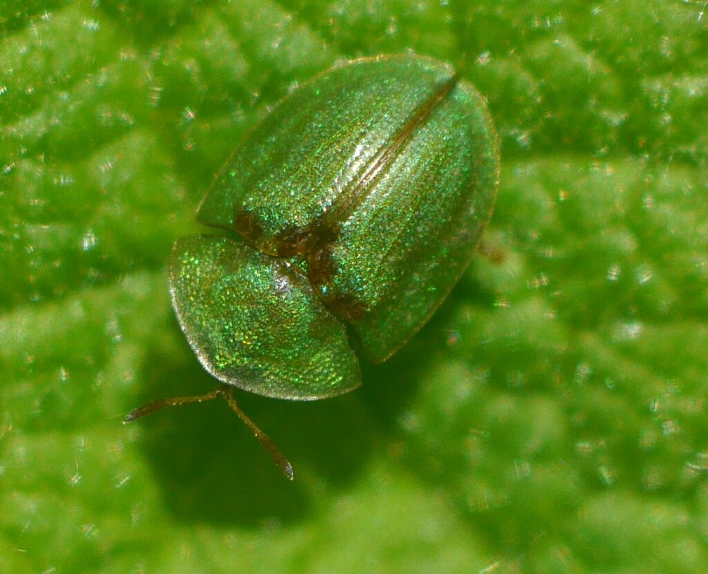 Cassida prasina