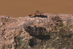 Ebrietas anacreon anacreon