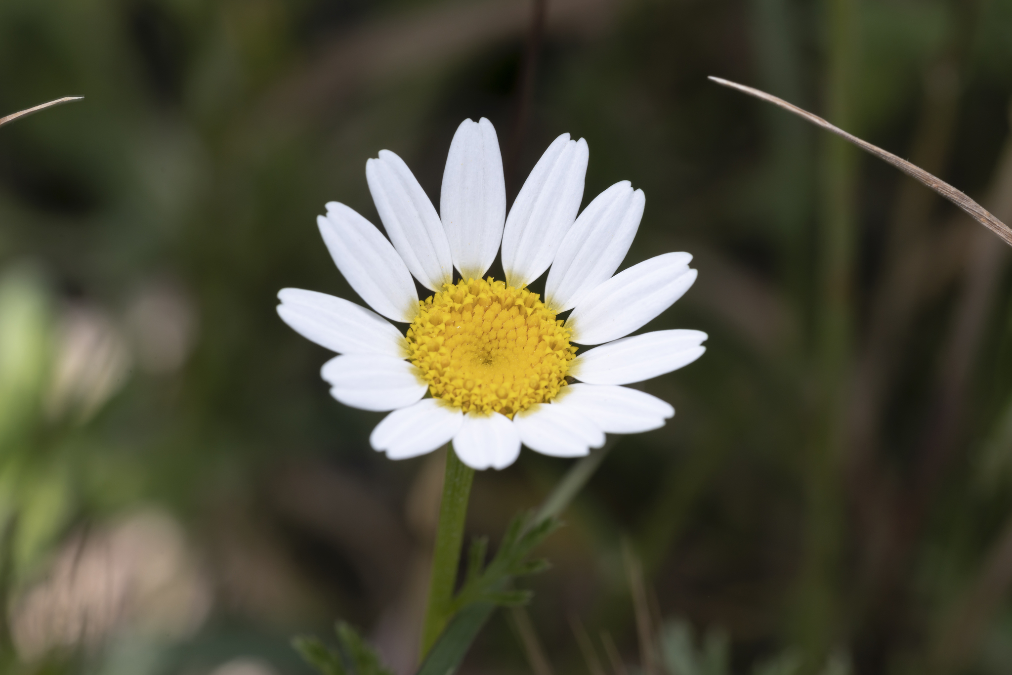 Southern Chamomile (Cota altissima)