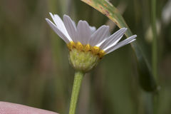 Cota altissima, photograph (c) Eleftherios Katsillis, some rights reserved (CC BY)