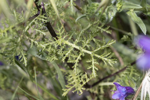 Cota altissima, photograph 2