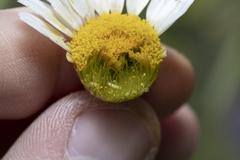 Cota altissima, photograph (c) Eleftherios Katsillis, some rights reserved (CC BY)