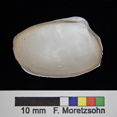 Periploma