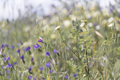 Cota altissima, photograph (c) Eleftherios Katsillis, some rights reserved (CC BY)