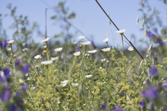 Cota altissima, photograph (c) Eleftherios Katsillis, some rights reserved (CC BY)