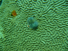 Colpophyllia natans