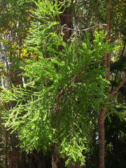 Lepidothamnus intermedius