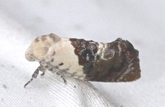 Hypertropha chlaenota