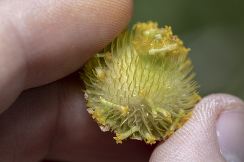 Cota altissima, photograph 4