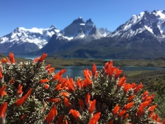 Anarthrophyllum desideratum