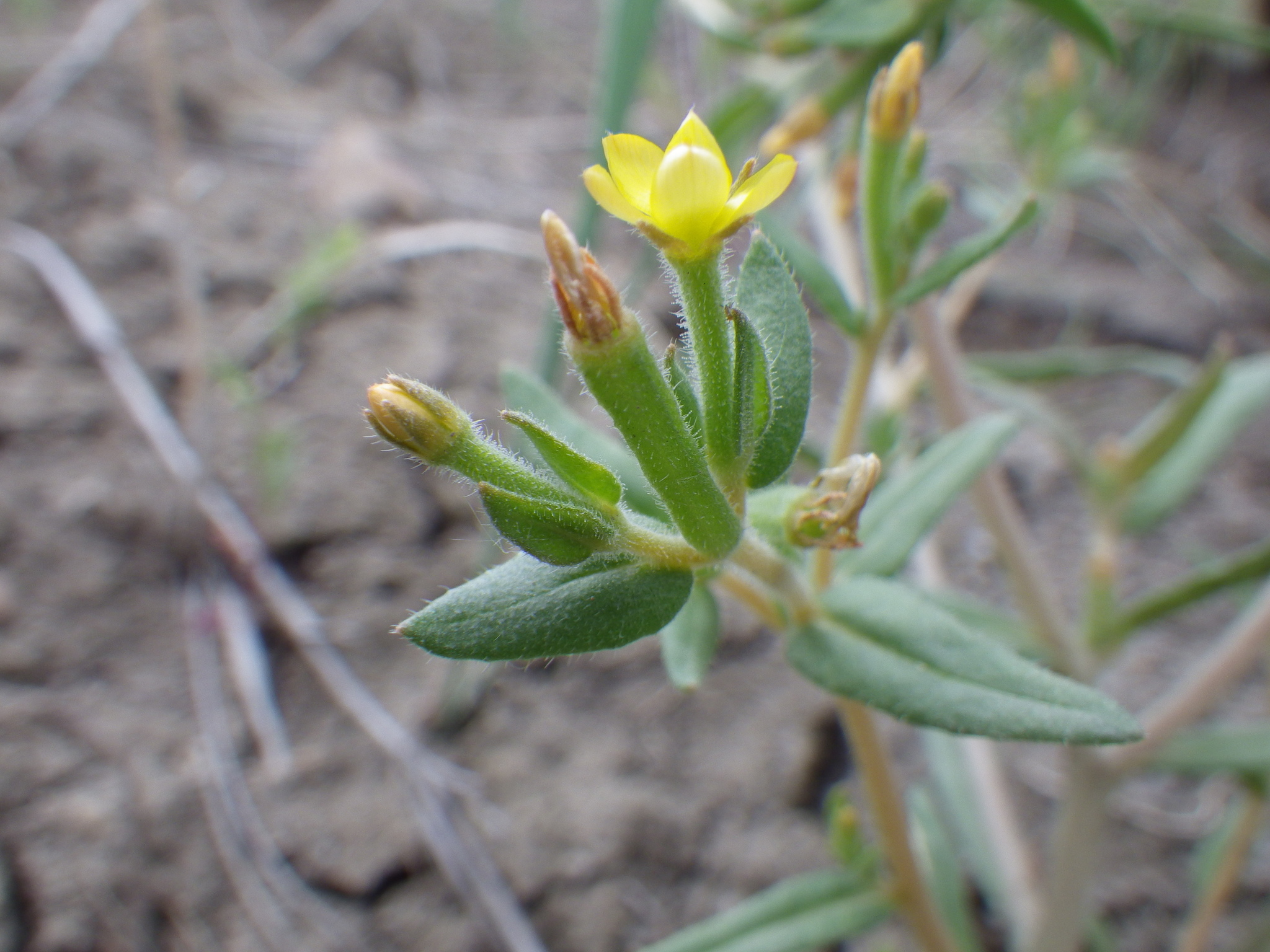 Mentzelia dispersa