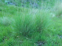 Pseudoroegneria spicata