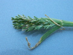 Sclerochloa dura