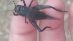 Gryllus texensis