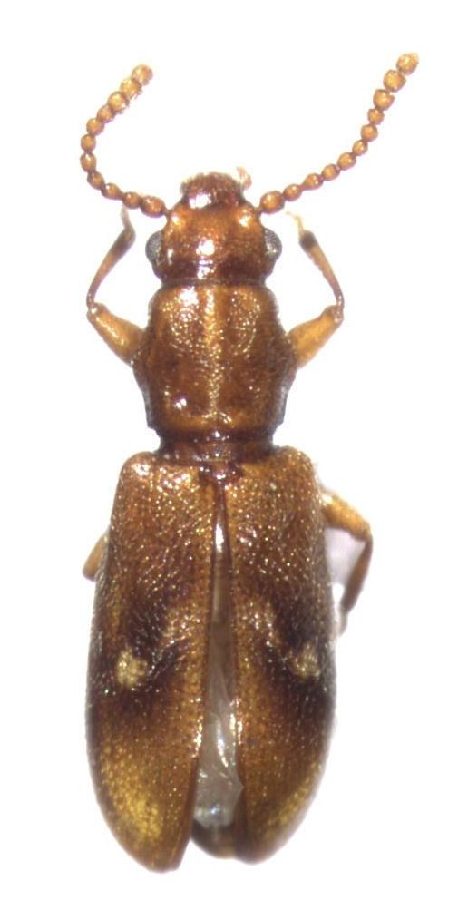 Agapythidae