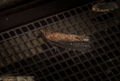 Cryptaspasma sordida