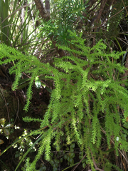 Lepidothamnus intermedius
