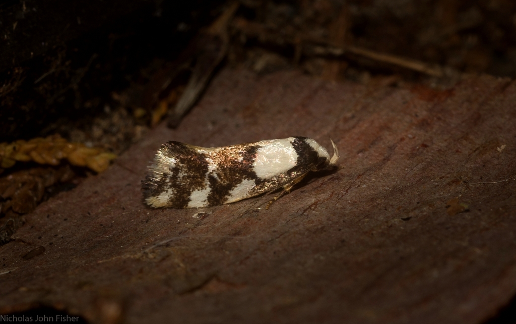 Coesyra hemiphragma