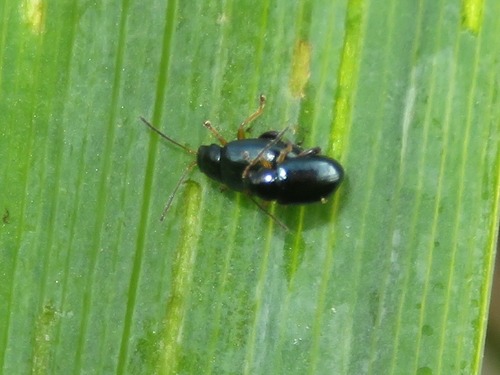 Iris Flea Beetle, Leidschendam, Nederland, photo 10 of 10