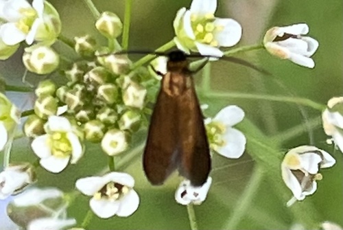 Cauchas rufimitrella