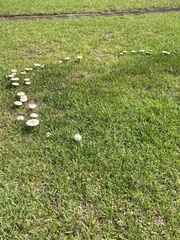 Chlorophyllum molybdites image