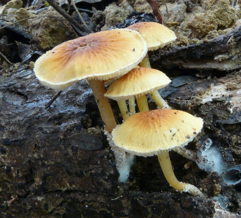 Cystoderma clastotrichum