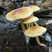 Cystoderma clastotrichum - Photo (c) codfish, some rights reserved (CC BY-NC), uploaded by codfish