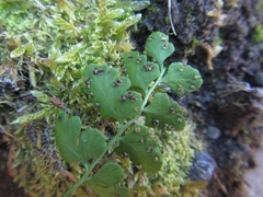 Cystopteris tasmanica