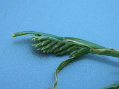 Sclerochloa dura