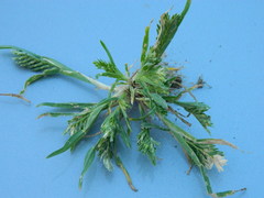 Sclerochloa dura