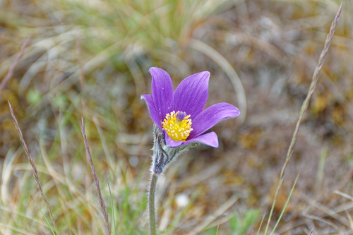Pulsatilla vulgaris