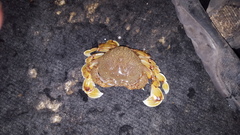 Matuta victor