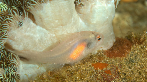 Eightspine cardinalfish (Neamia octospina) — Apogonidae — 5