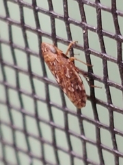 Aphrodini