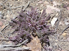 Pedicularis centranthera