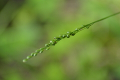 Dichanthelium xanthophysum