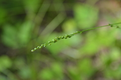 Dichanthelium xanthophysum