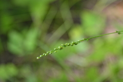 Dichanthelium xanthophysum