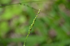 Dichanthelium xanthophysum