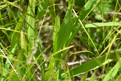 Dichanthelium xanthophysum