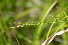 Dichanthelium xanthophysum