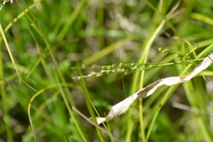 Dichanthelium xanthophysum