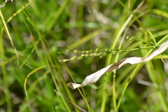 Dichanthelium xanthophysum