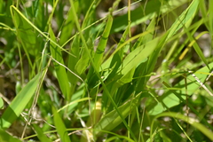 Dichanthelium xanthophysum